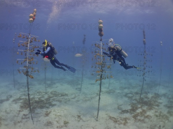 Coral cultivation. Two divers work on planting corals underwater in the ocean. The aim is to grow