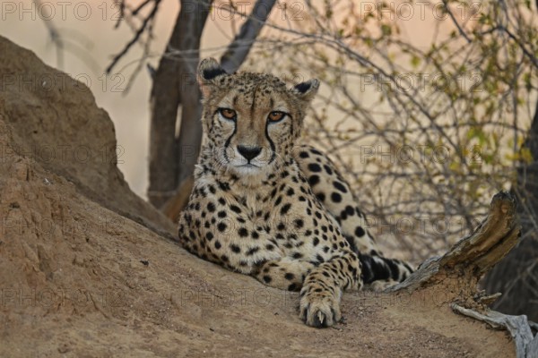 Cheetah (Acinonyx Jubatus) lying next to a termite mound and looking directly into the camera,