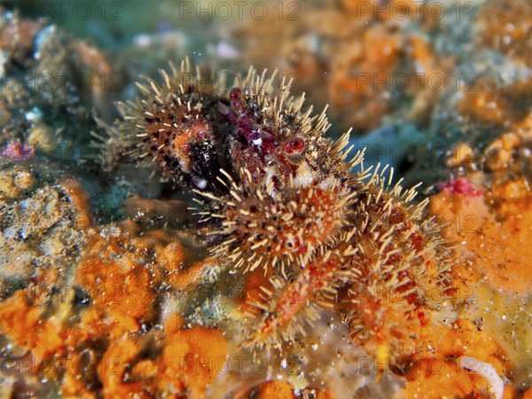 Bristle crab (Pilimnus) on an orange sea sponge. Dive site El Cabron Marine Reserve, Arinaga, Gran