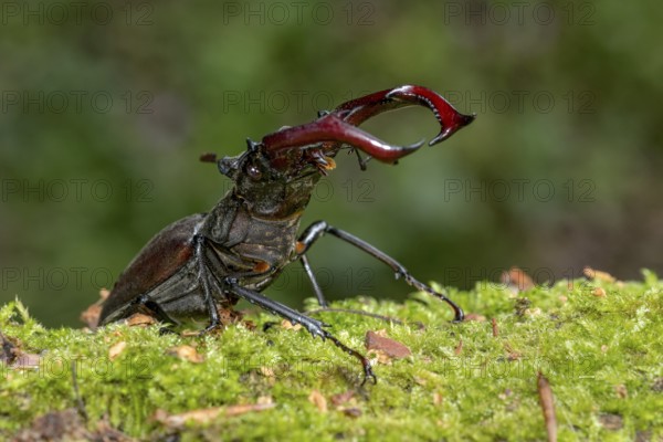 Stag beetle (Lucanus cervus), horned beetle, fire beetle, male with large mandibles, upper jaw,