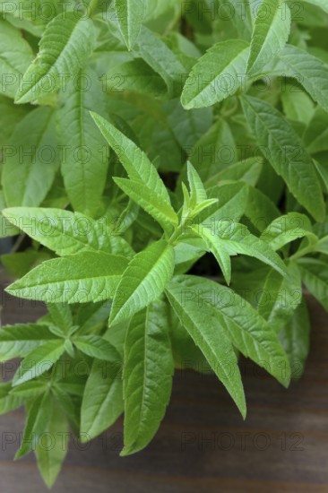 Lemon verbena, plant in pot, Aloysia citrodora
