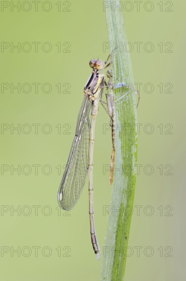Willow emerald damselfly (Chalcolestes viridis) freshly hatched male, North Rhine-Westphalia,
