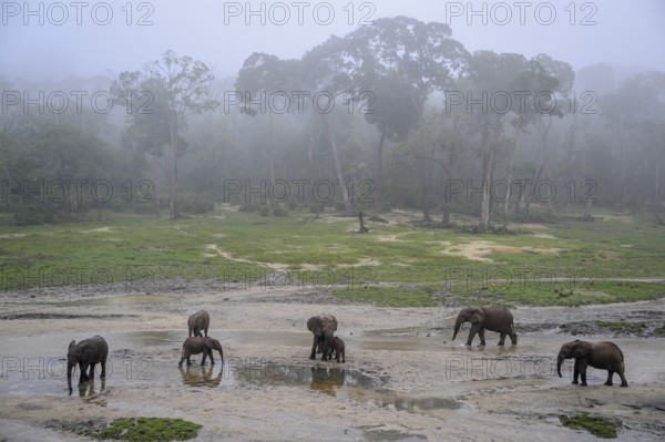 African forest elephants (Loxodonta cyclotis) in the Dzanga Bai forest clearing, Dzanga-Ndoki