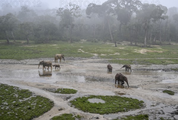 African forest elephants (Loxodonta cyclotis) in the Dzanga Bai forest clearing, Dzanga-Ndoki