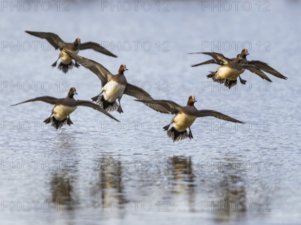 Eurasian Wigeon, Mareca penelope, birds in flight over marshes at winter