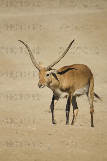 Southern lechwe (Kobus leche) walking in the dessert, captive, distribution Africa