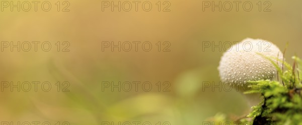 Bottle mushroom (Lycoperdon perlatum, syn. L. gemmatum), close-up, nature photograph, Neustadt am