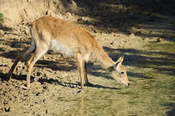 Southern lechwe (Kobus leche) next to a water pond in the dessert, captive, distribution Africa
