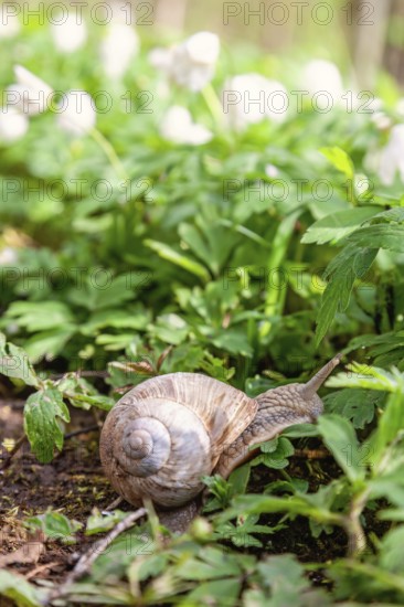 Roman snail (Helix pomatia) on the ground among flowering Wood anemone (Anemone nemorosa) at spring