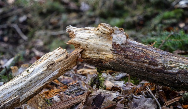 Detailed photo, forestry and clearing in the forest, Berlin, Germany, Europe