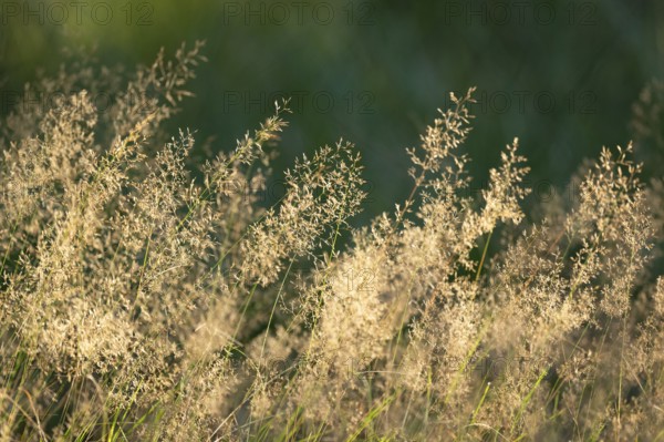 Wavy hair-grass (Deschampsia flexuosa), Lower Saxony, Germany, Europe