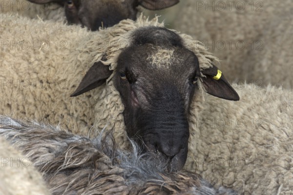 Portrait of male black-headed sheep (Ovis aries Linnaeus), Mecklenburg-Western Pomerania, Germany,