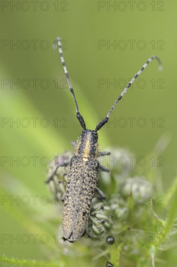 Scheckhorn thistlebuck or nettlebuck (Agapanthia villosoviridescens), North Rhine-Westphalia,