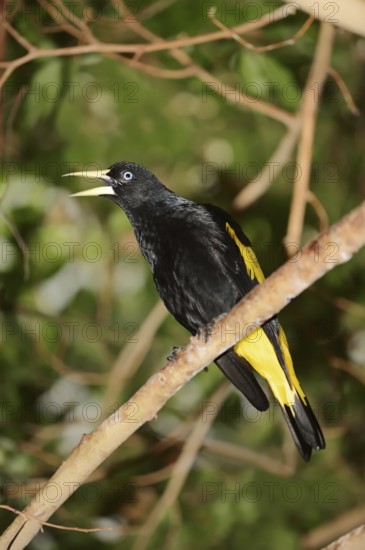 Yellow-rumped cacique (Cacicus cela), captive, occurring in South America