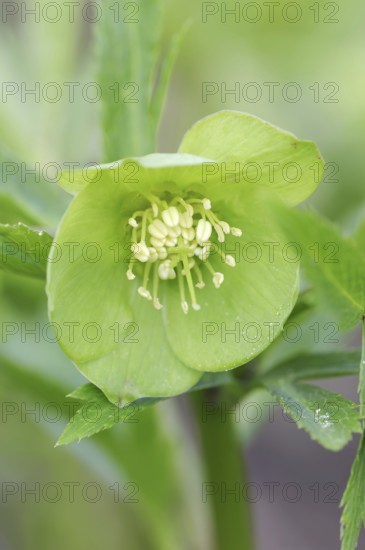 Green hellebore (Helleborus viridis), flower, North Rhine-Westphalia, Germany, Europe