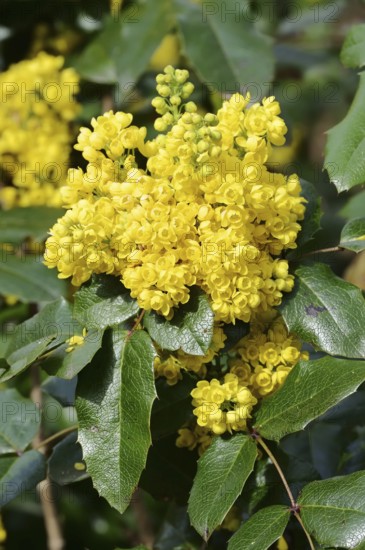 Common mahonia or thorn-leaved mahonia (Mahonia aquifolium), flowering, ornamental shrub, North