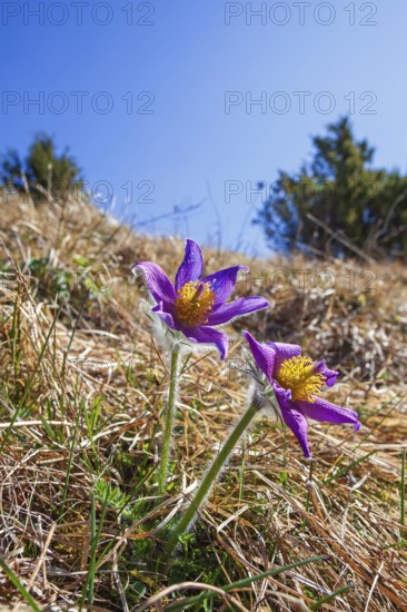 Flowering Pasqueflower (Pulsatilla vulgaris) on a meadow in early spring