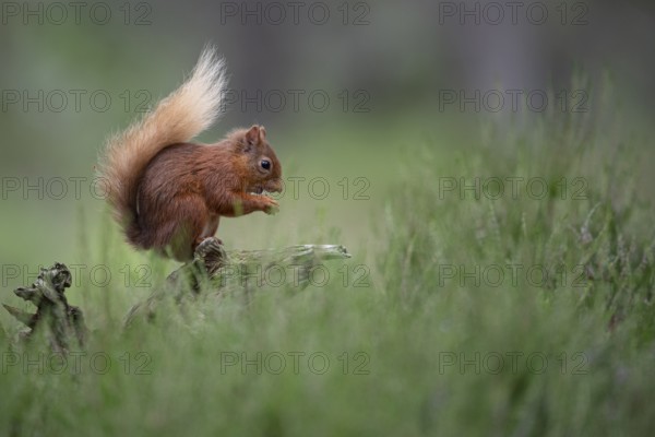 Squirrel (Sciurus), forest, Aviemore, Scotland, Great Britain