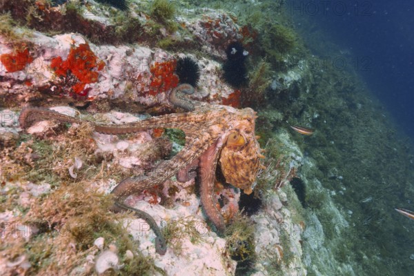 A Common Octopus (Octopus vulgaris) climbs over the rocks and the crest of a reef. Dive site Cap de