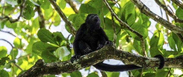 Mantled howler (Alouatta palliata) sitting in a tree, Cahuita National Park, Costa Rica, Central