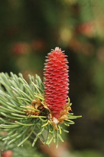 European spruce (Picea abies), inflorescence, female flower, becomes a spruce cone, Wilden, North