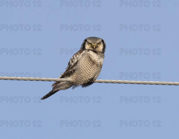 Hawk Owl (Surnia ulula), adult male, perched on electric power line, May, Finnish Lapland