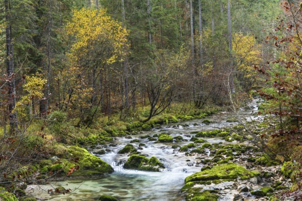 Nature in the Echerntal. The forest stream, rocks with moss. Autumn, colourful autumn leaves.