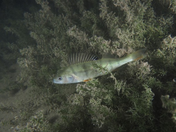 A striped fish, perch (Perca fluviatilis), Egli swims among the algae in a green underwater