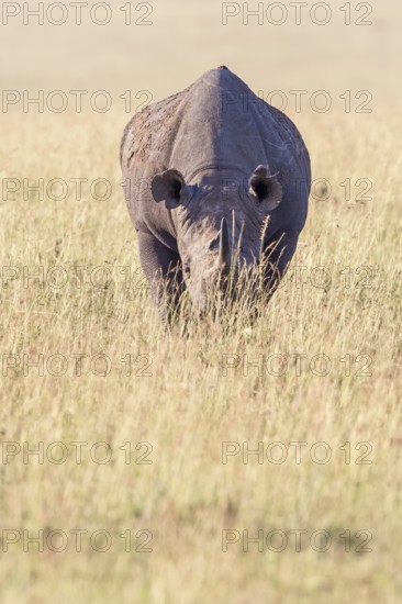 Black rhinoceros (Diceros bicornis) on a grass savanna in Africa, Maasai Mara National Reserve,