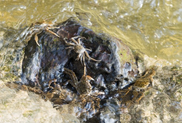 Several chinese mitten crab (Eriocheir sinensis), invasive species, neozoon, crabs, juveniles,