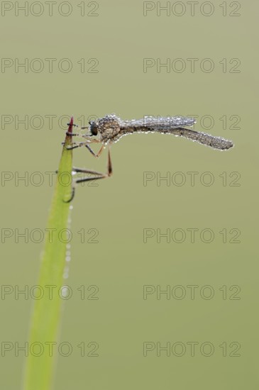 Striped slender robber fly (Leptogaster cylindrica) with dewdrops, North Rhine-Westphalia, Germany,