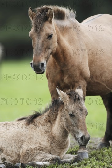 Dülmener Wildpferd, mare with foal, Merfelder Bruch, Dülmen, North Rhine-Westphalia, Germany,