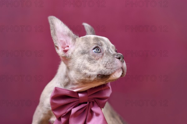 Portrait of young Lilac Brindle French Bulldog dog puppy with burgundy ribbon in front of studio