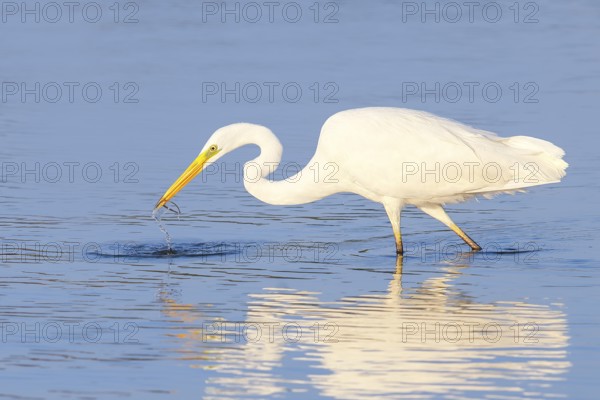 Great Egret (Ardea alba) foraging in the water, with Nilsson's pipefish, Syngnathus rostellatus as