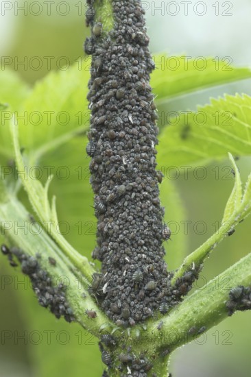 Black elderberry aphids (Aphis sambuci) colony on elderberry stems (Sambucus) Allgäu, Bavaria,
