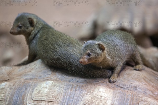 Dwarf mongoose (Helogale), sitting on turtle, captive, Germany, Europe