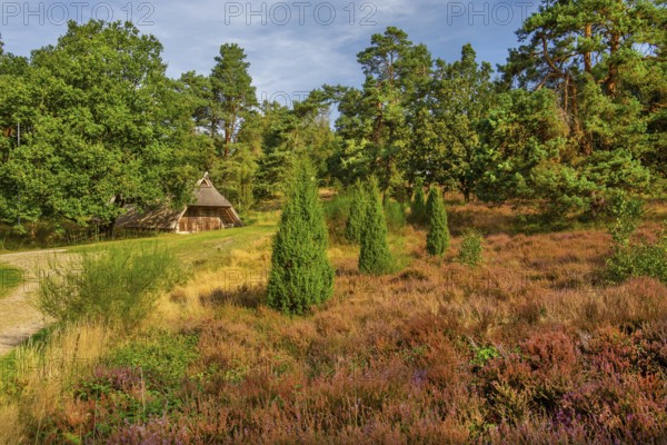 Heath landscape with sheepfold, Bispingen, Lüneburg Heath, Lower Saxony, Germany, Europe