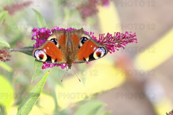Peacock butterfly (Inachis io) sucking nectar on butterfly bush (Buddleja davidii), in a natural
