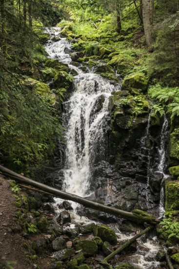 Waterfall, Windberg Waterfall, St Blasien, Southern Black Forest, Black Forest, Germany, Europe