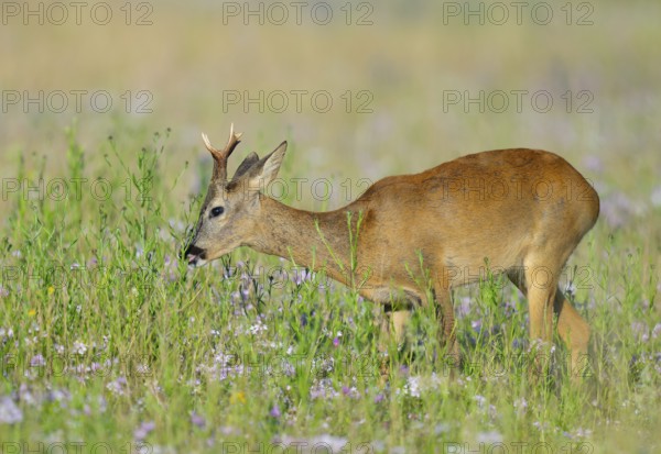 Roe deer (Capreolus capreolus), roebuck standing in a colourful spring meadow with clover