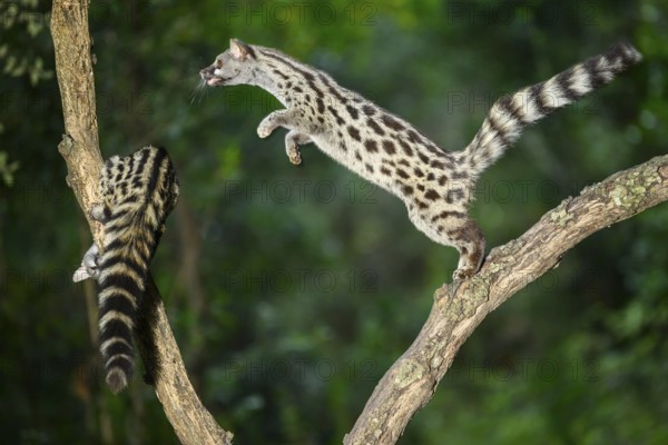 Common genet (Genetta genetta), jumping on a tree while climbing, wildlife in a forest, Montseny