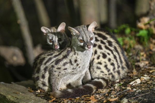 Two Common genets (Genetta genetta), cuddling wildlife in a forest, Montseny National Park,