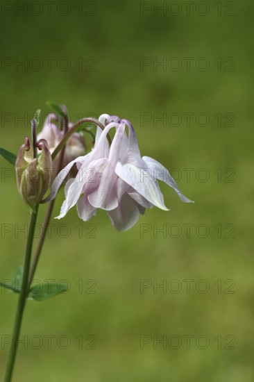 Columbine (Aquilegia vulgaris), white flower at the edge of a forest, Wilnsdorf, North