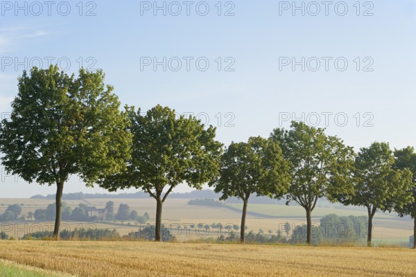 Row of trees, maple (Acer) on a stubble field in the morning mist, blue sky, North