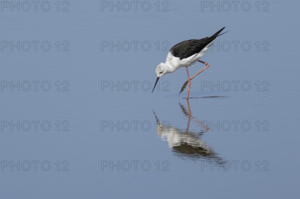 Black winged stilt (Himantopus himantopus) adult wading bird feeding in shallow water, England,