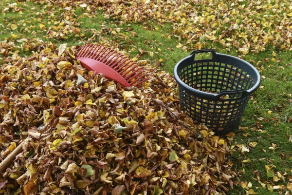 Remove withered leaves, autumn leaves in the garden, Schleswig-Holstein, Germany, Europe
