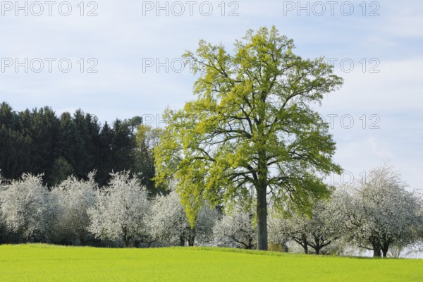Large oak tree in front of blossoming apple trees, Canton Thurgau, Switzerland, Europe