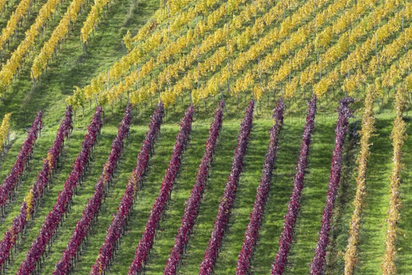 Vineyards in autumn, Rotenberg, Stuttgart, Baden-Württemberg, Germany, Europe