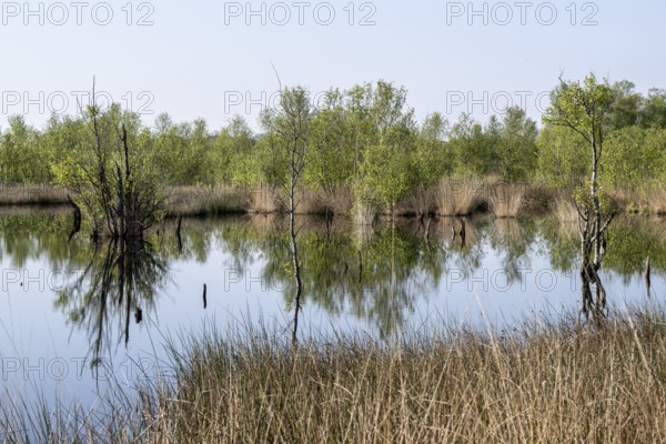Moorland, rewetting, Emsland, Lower Saxony, Germany, Europe