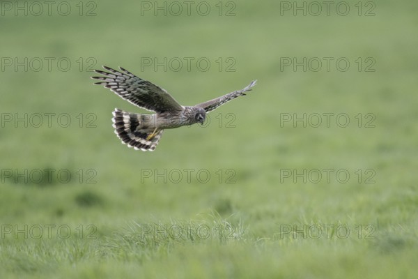 Hen harrier (Circus cyaneus), Emsland, Lower Saxony, Germany, Europe